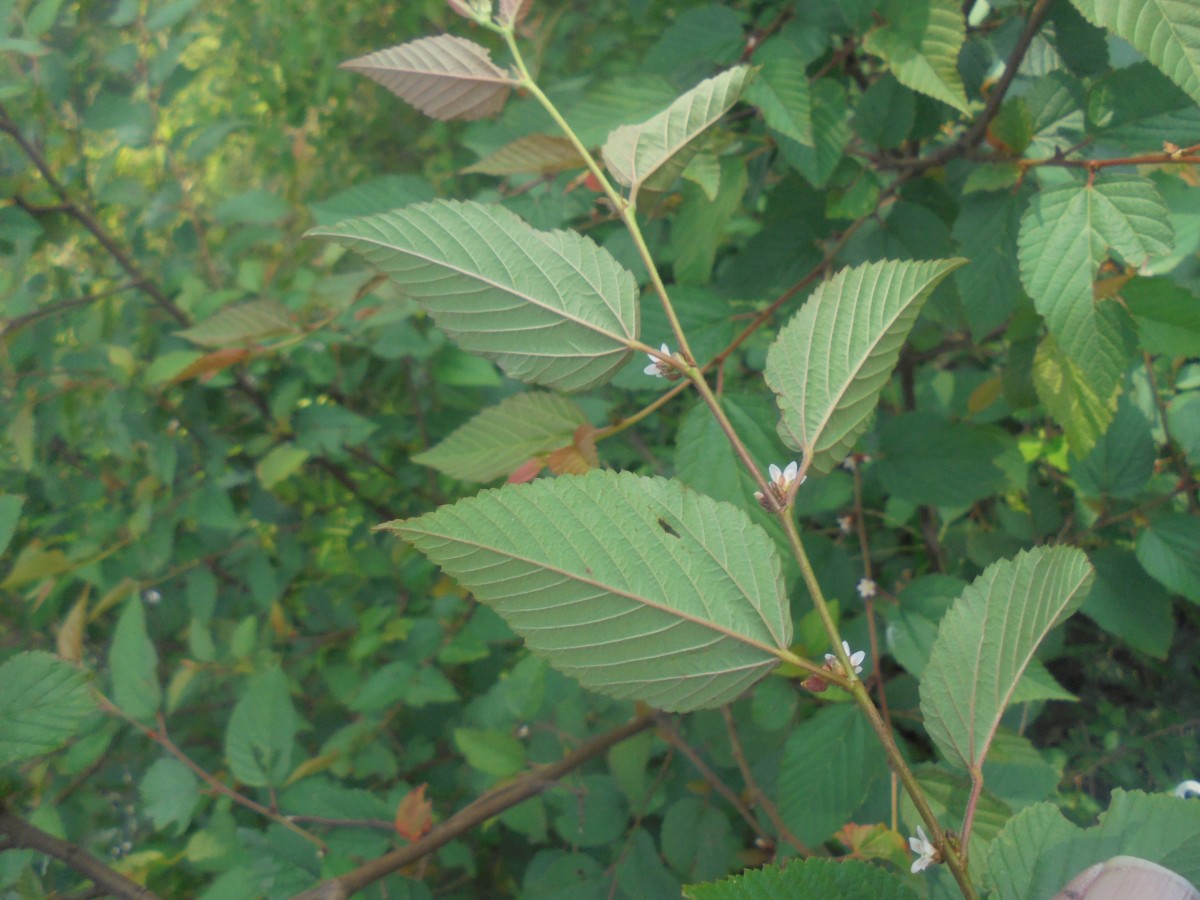 Melochia nodiflora Sw.